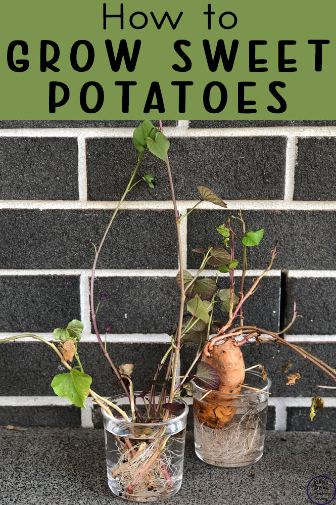Sweet potatoes are very easy to grow and with these tips on how to grow sweet potatoes, you will be growing some for yourself in no time at all.
