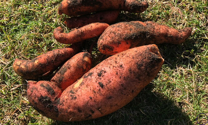 Sweet potatoes are very easy to grow and with these tips on how to grow sweet potatoes, you will be growing some for yourself in no time at all.