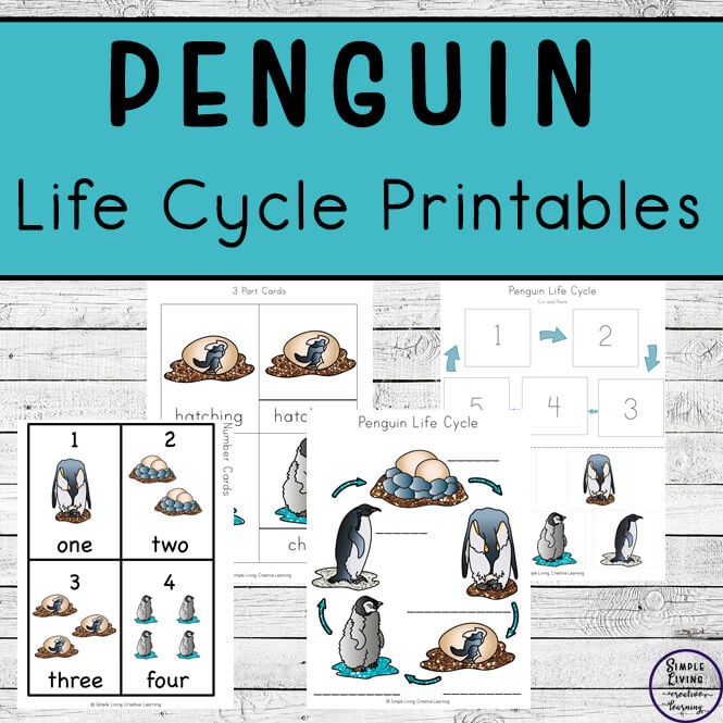 penguin life cycle printables