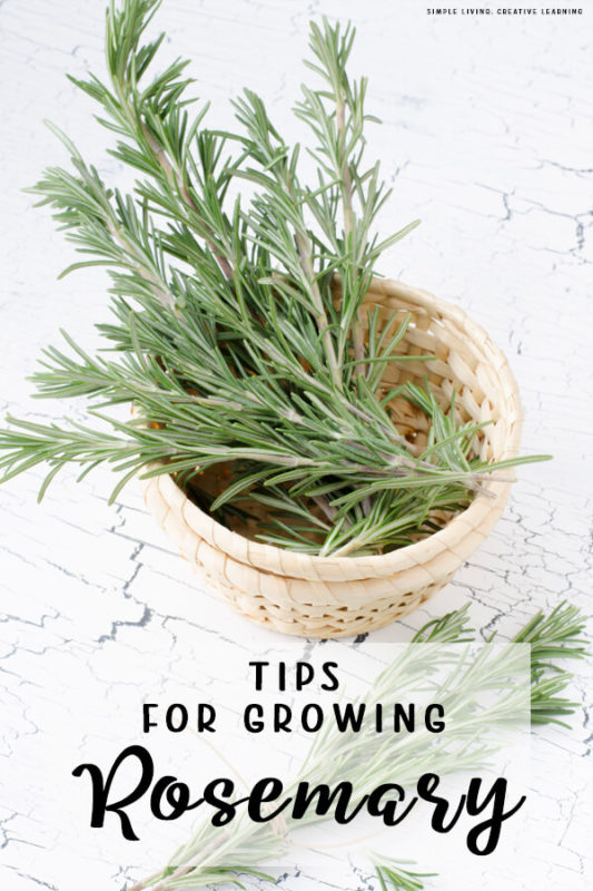 Tips for Growing and Harvesting Rosemary Simple Living. Creative Learning