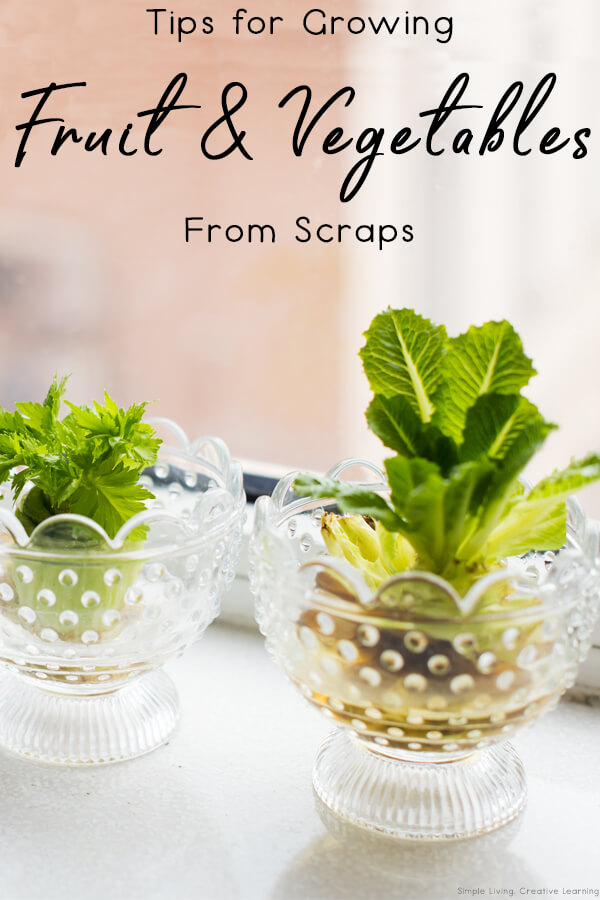 Tips for Growing Fruit and Vegetables from Scraps