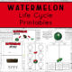 Watermelon Life Cycle Printables