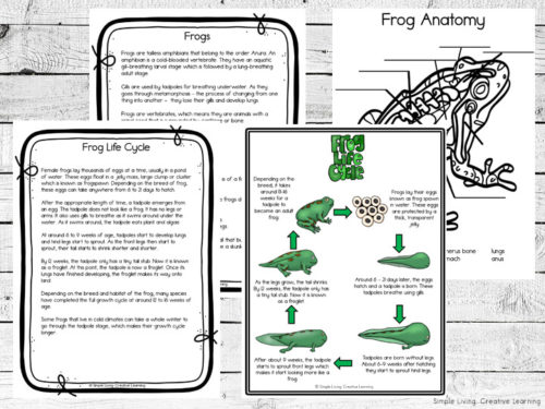 Frog Unit