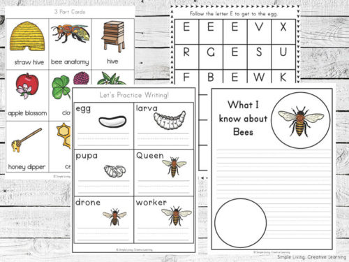 Bee Life Cycle Printable Pack - Simple Living. Creative Learning