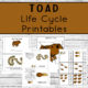 Toad Life Cycle Printables