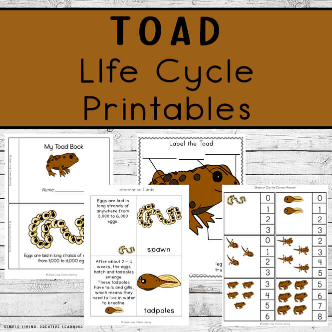 Toad Life Cycle Printables