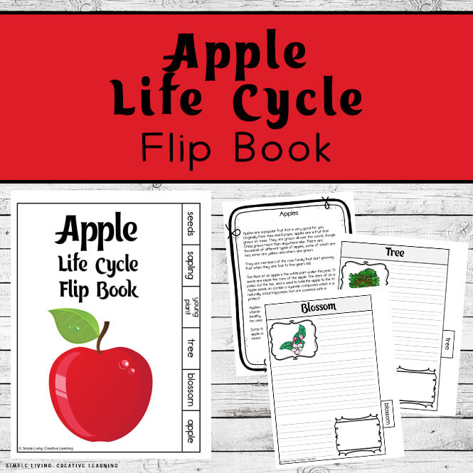 Apple Life Cycle Flip Book