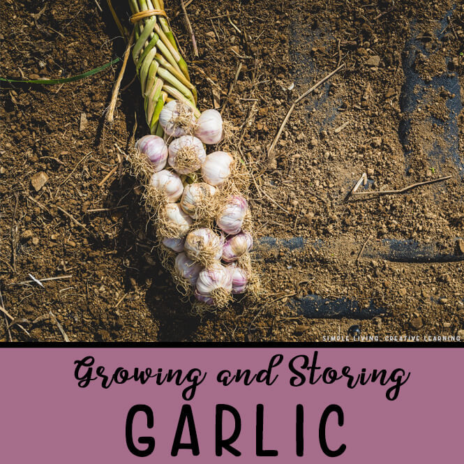 Growing and Storing Garlic