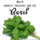 How to Harvest, Preserve and Use Basil