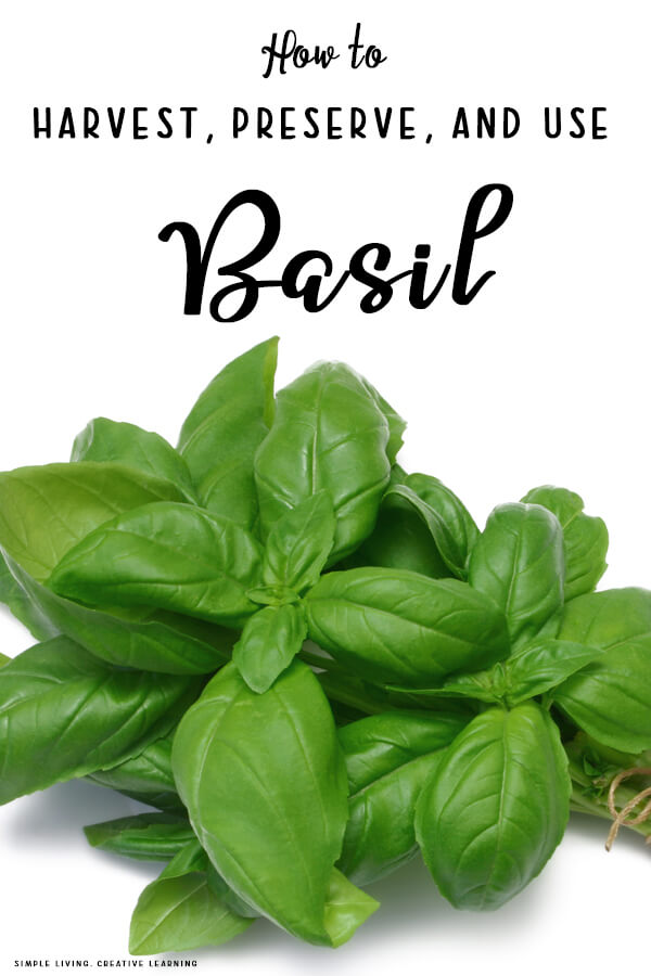 How to Harvest, Preserve and Use Basil