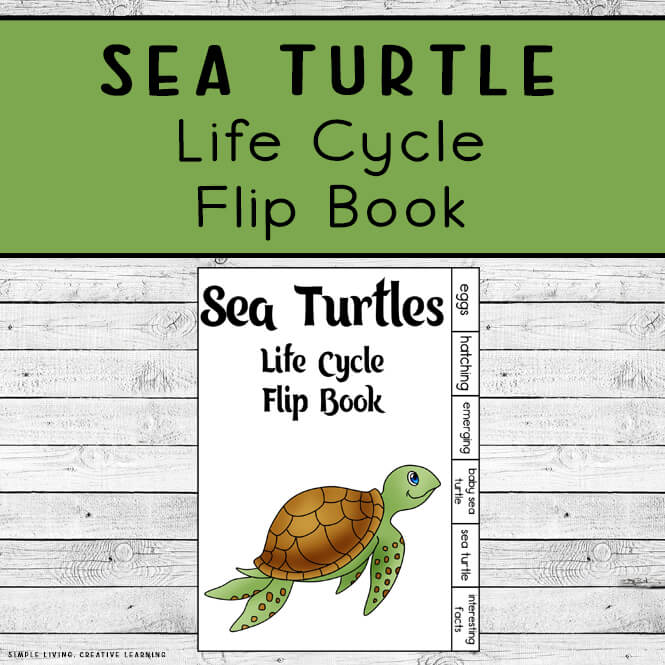 Sea Turtle Life Cycle Flip Book