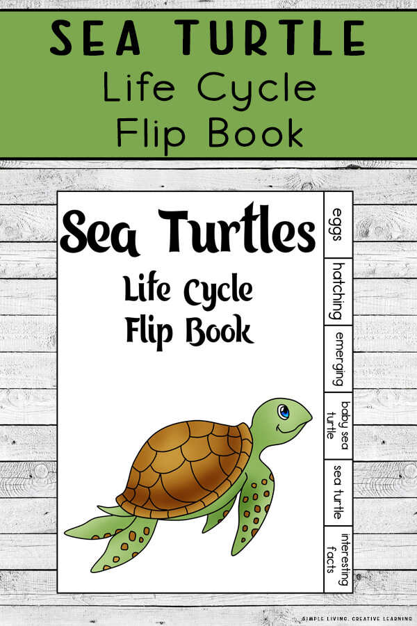 Sea Turtle Life Cycle Flip Book