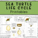 Sea Turtle Life Cycle Printables