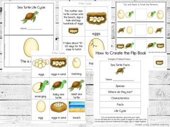 Sea Turtle Life Cycle Printables - Simple Living. Creative Learning