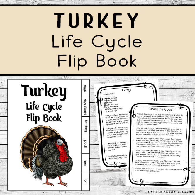 Turkey Life Cycle Flip Book
