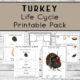 Turkey Life Cycle Printables