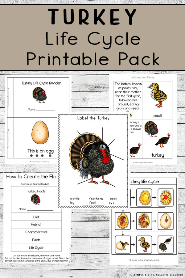 Turkey Life Cycle Printables Simple Living. Creative Learning