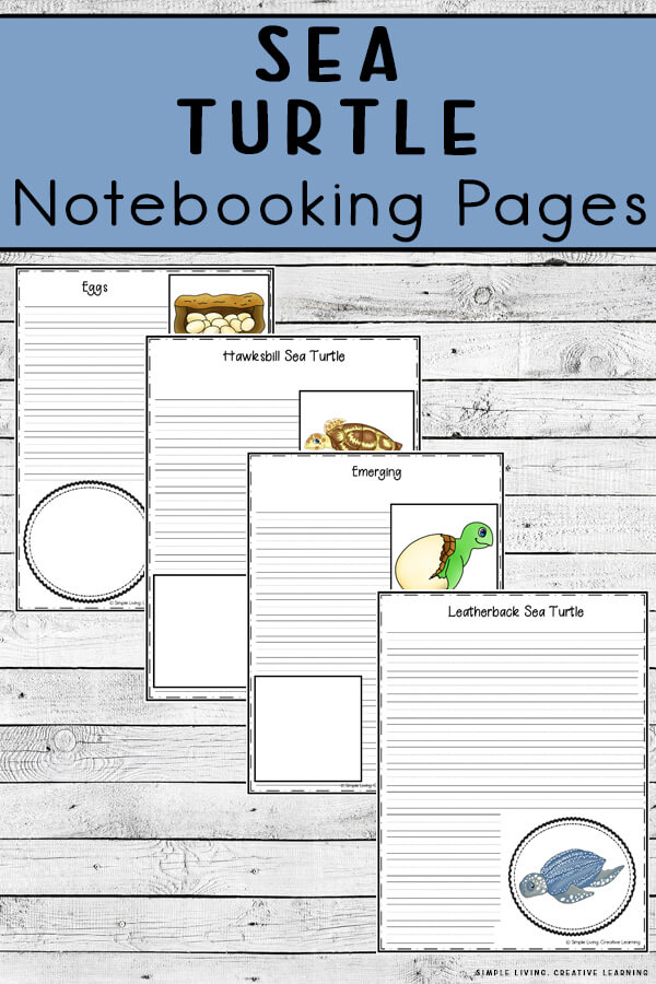Sea Turtle Notebooking Pages