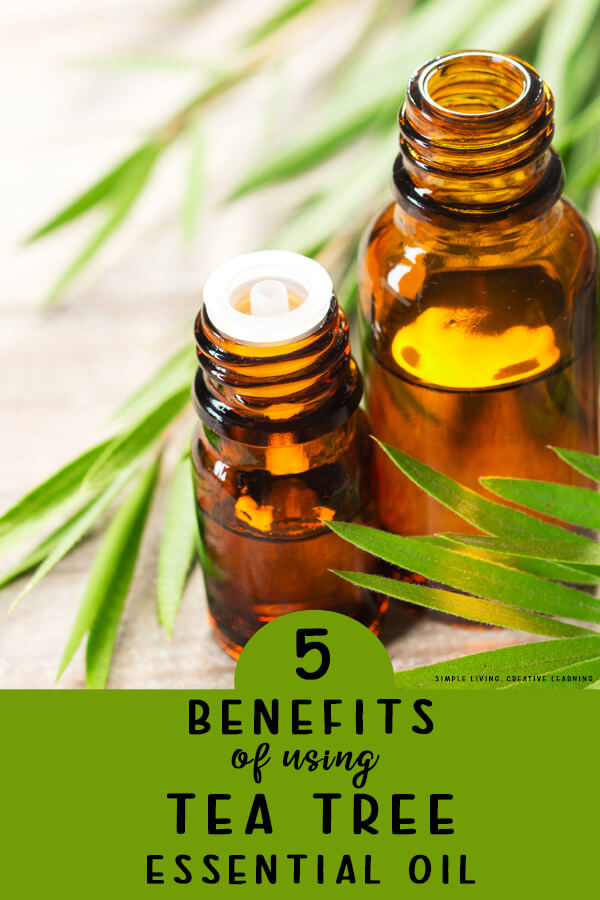 5 Benefits of Using Tea Tree Essential Oil {Melaleuca}