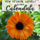 How to Grow, Harvest and Dry Calendula
