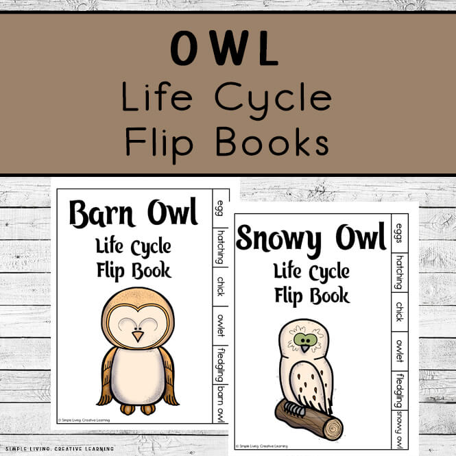 Owl Life Cycle Flip Books