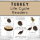 Turkey Life Cycle Readers