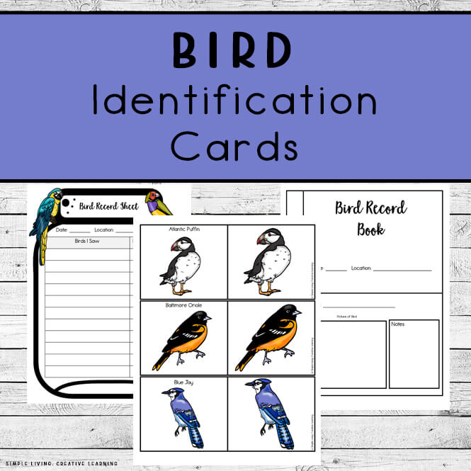 Bird identification cards