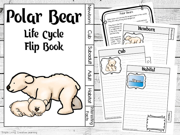 Polar Bear Life Cycle Flip Book