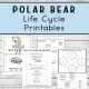 Polar Bear Life Cycle Printables