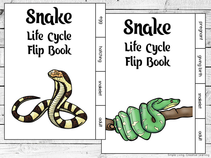 Snake Life Cycle Flip Books