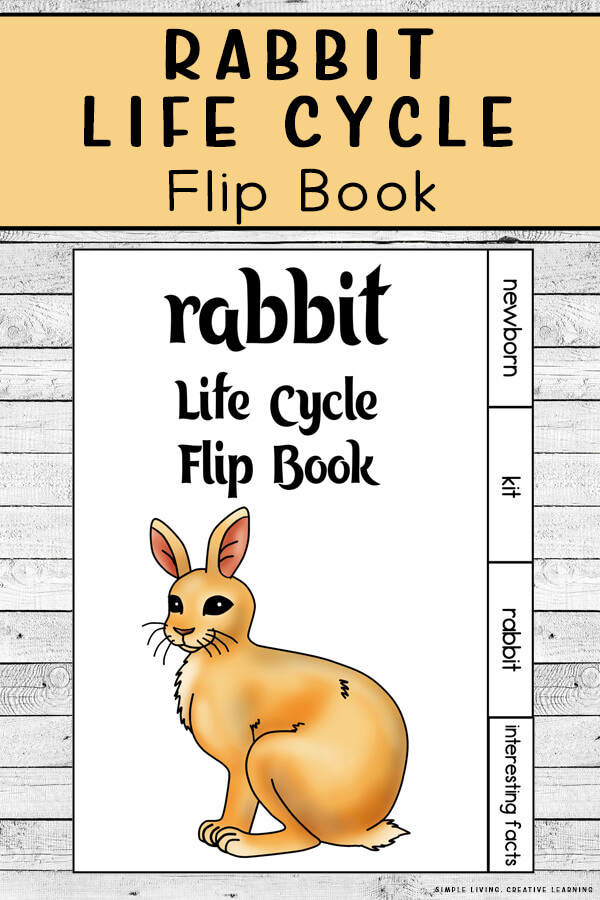 Rabbit Life Cycle Flip Book