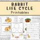 Rabbit Printable Pack
