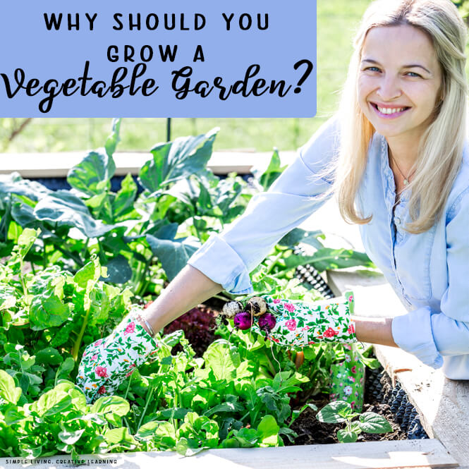 Why Should you Grow a Vegetable Garden?