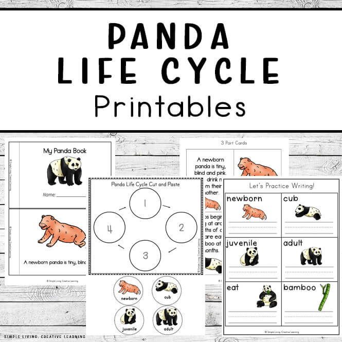 Panda Life Cycle Printables