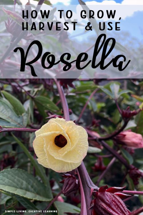 How to Grow, Harvest and Use Rosella (Hibiscus) Simple Living