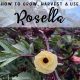 How to Grow, Harvest and Use Rosella (Hibiscus)