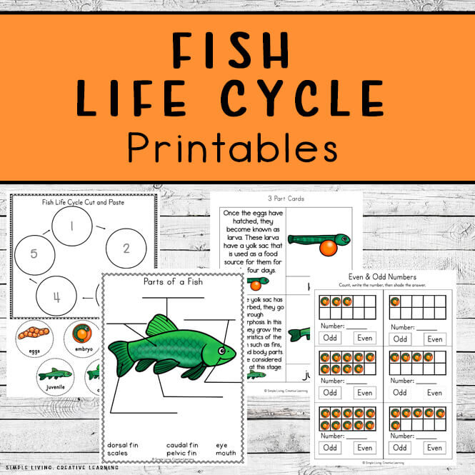 Fish Life Cycle Printables