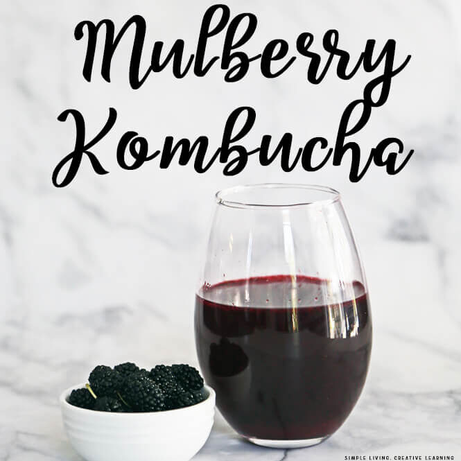 Mulberry Kombucha