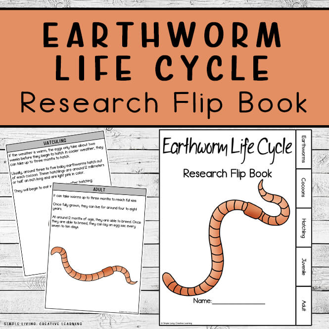 Earth WORM ciclo di vita 4 fasi NATURA educativo minibeasts risorsa di apprendimento 