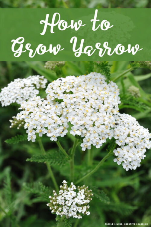 How to Grow Yarrow - Simple Living. Creative Learning