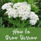 How to Grow Yarrow