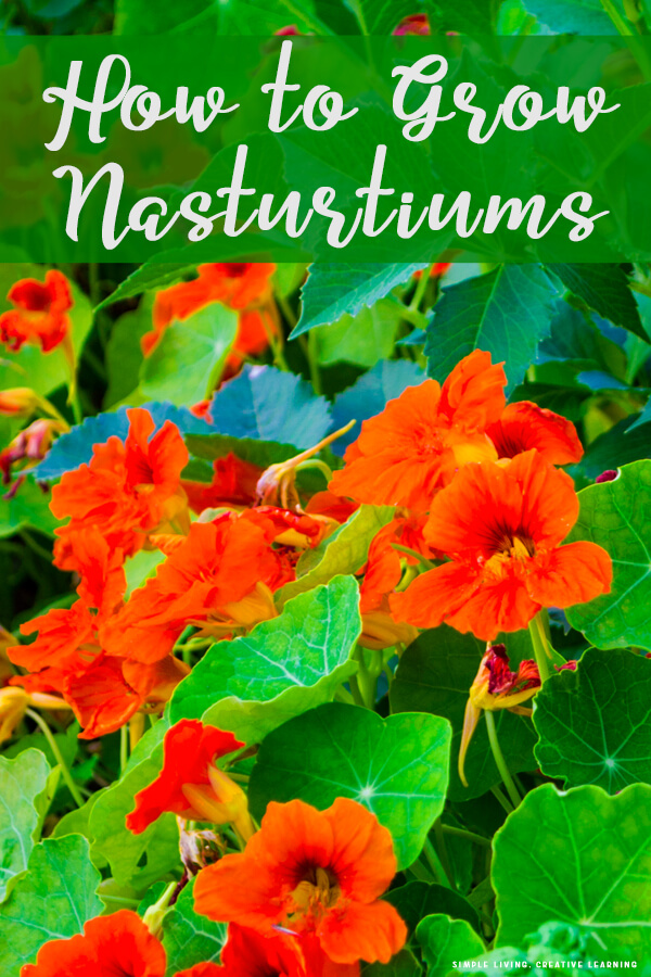 Growing Nasturtiums