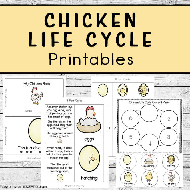 Chicken Life Cycle Printables
