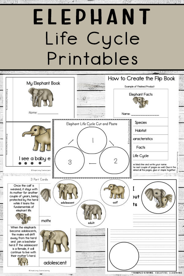 Elephant Life Cycle Printables
