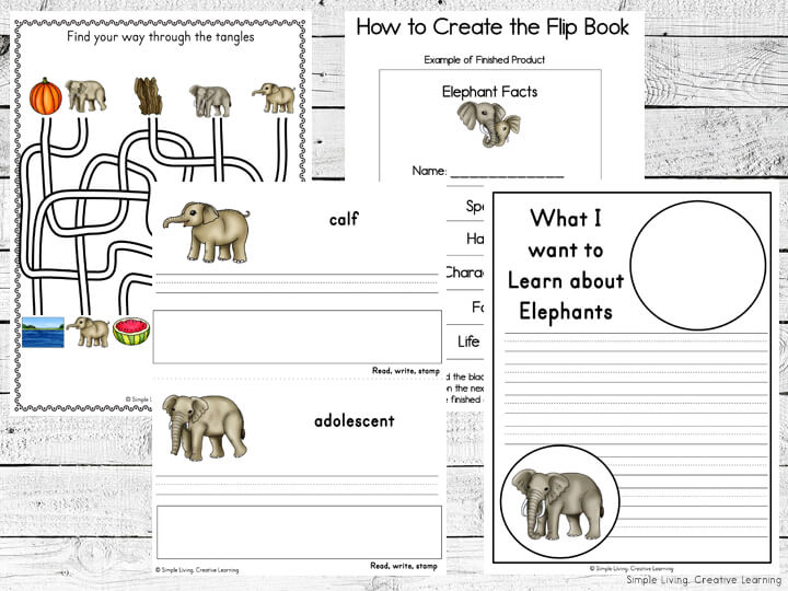 Elephant Life Cycle Literacy Pages