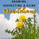 Growing, Harvesting and Using Dandelions