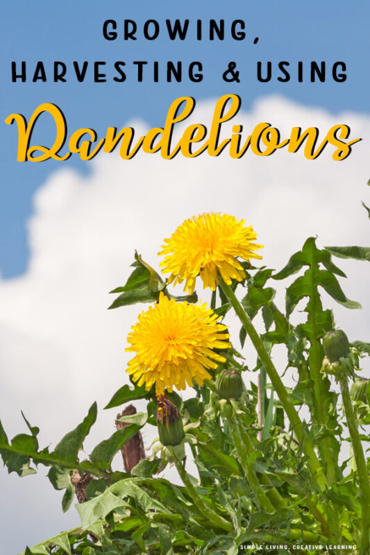 Growing, Harvesting and Using Dandelions Simple Living. Creative Learning