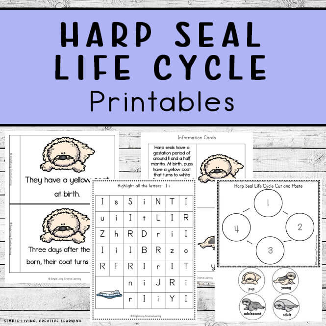 Harp Seal Life Cycle Printables
