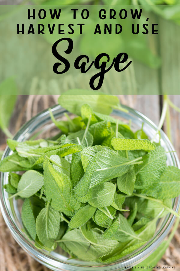 How to Grow, Harvest and Use Sage