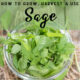 How to Grow, Harvest and Use Sage